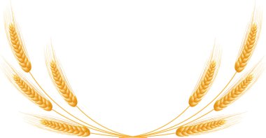 Olgun kulak buğday ayarlayın. izole ayrıntılı şablonu.