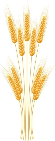 Ripe Ears wheat set. Isolated detailed template. — Stock Vector