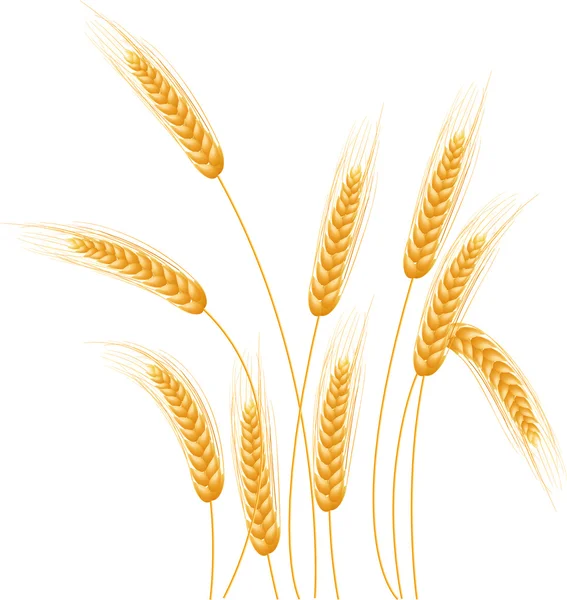 Ripe Ears wheat set. Isolated detailed template. — Stock Vector