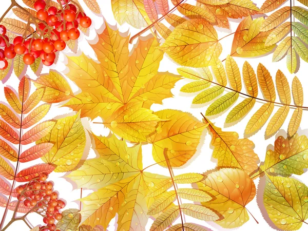 Group autumn multicilor leaves on white. — Stock Vector