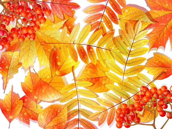 Groupe automne feuilles multicilores sur blanc . — Image vectorielle