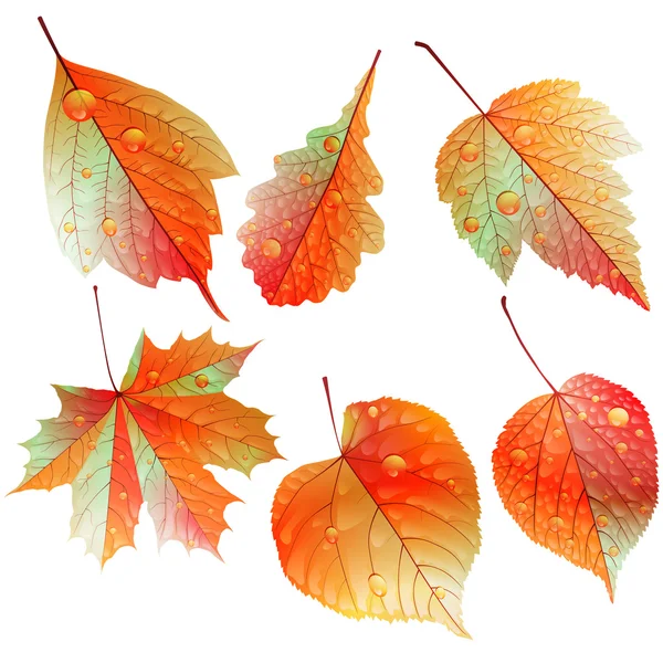 Sada barevných podzimních listů. — Stockový vektor