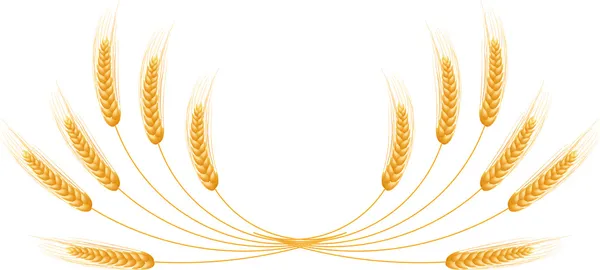 熟した耳小麦を設定します。分離の詳細テンプレート. ロイヤリティフリーのストックイラスト