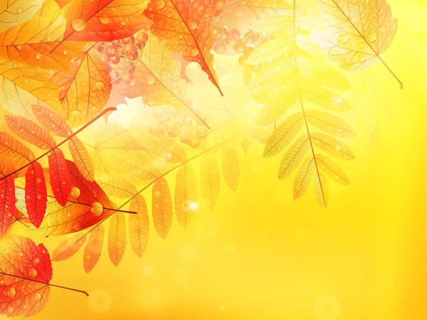 Herbst Laub Hintergrund. — Stockvektor