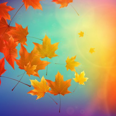 güzel sonbahar yaprakları.