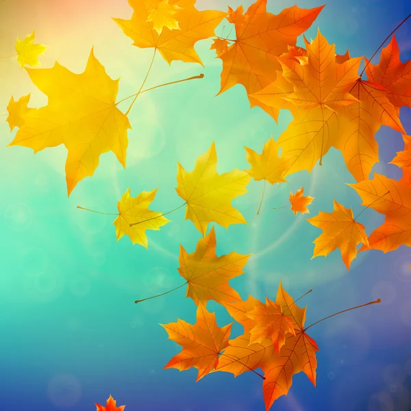 Schöne Herbstblätter. — Stockvektor