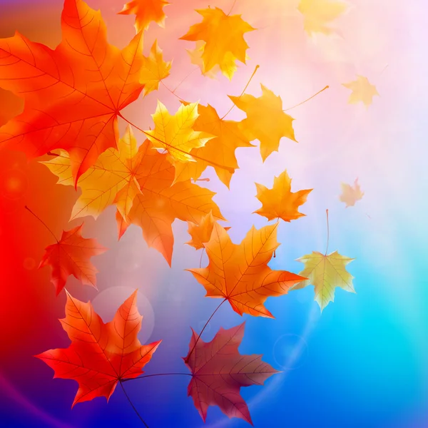 Hermosas hojas de otoño . — Vector de stock