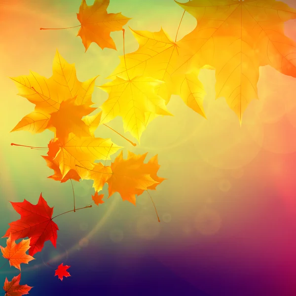 Красивые осенние листья . — стоковый вектор