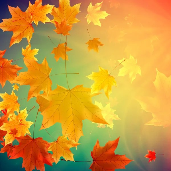 Krásné podzimní listí. — Stockový vektor
