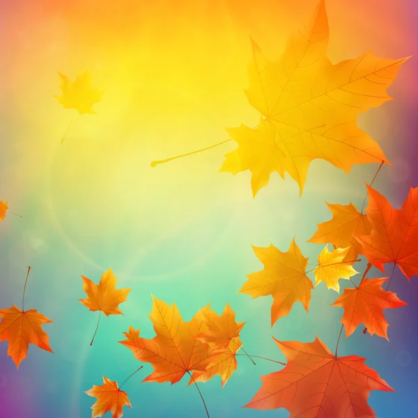 Hermosas hojas de otoño . — Vector de stock