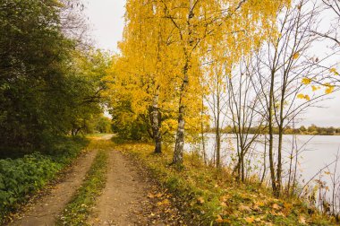 Sonbahar doğası. Sarı huş ağaçları. Toprak yol. Nehrin kıyısında. Bulutlu bir gün.