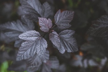 Güzel bir doğa geçmişi var. Dokuzuncu ağaç kabuğunun yaprakları yakın plan. Physocarpus..