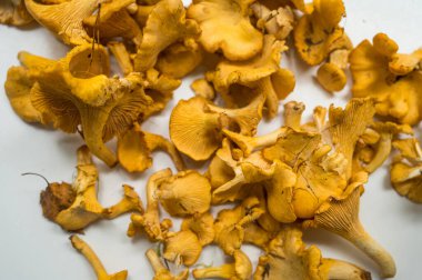 Beyaz masada organik taze chanterelle. Çiğ mantarlar pişmeye hazır. Gıda arkaplanı.