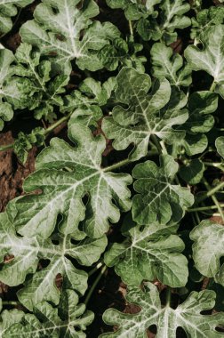 Kavun tarlasında küçük karpuz çalısı manzarası.