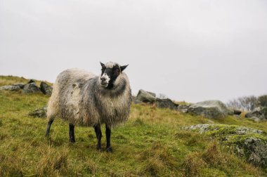 Sonbahar çimlerinde ıslak yünlü sert koyunlar. Hayvancılık kavramı..