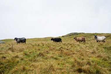 Koyunlar sonbahar çimlerinde otluyor. Hayvancılık kavramı..