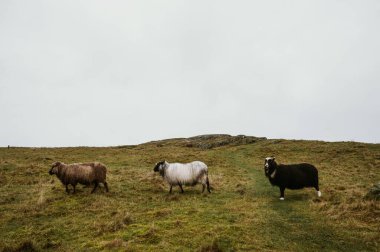 Üç koyun sonbahar çimlerinde otluyor. Hayvancılık kavramı..