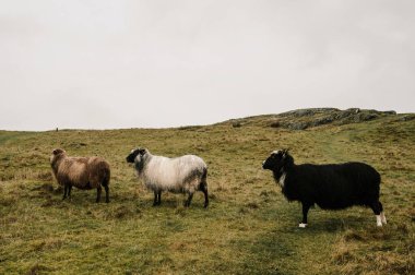 Koyunlar sonbahar çimlerinde otluyor. Hayvancılık kavramı..