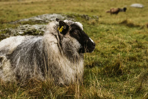 Mouton Robuste Avec Laine Humide Repose Sur Herbe Automne Concept — Photo