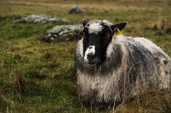 Robuste Schafe Mit Nasser Wolle Ruhen Auf Herbstlichem Gras Das — Stockfoto