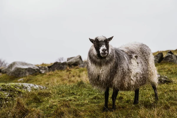 秋の草の上に濡れたウールで頑丈な羊 畜産の概念 — ストック写真