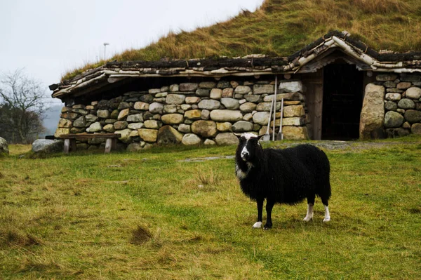 ノルウェーの伝統的な石造り農家の近くの秋の草の上の羊 — ストック写真