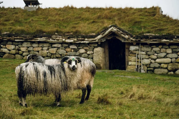 Ovelhas Grama Outono Perto Tradicional Fazenda Pedra Norueguesa — Fotografia de Stock