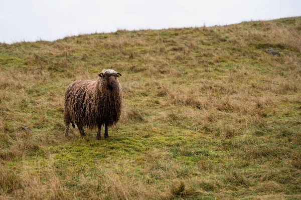 用湿羊毛在秋天的草地上揉搓的羊 畜牧业的概念 — 图库照片