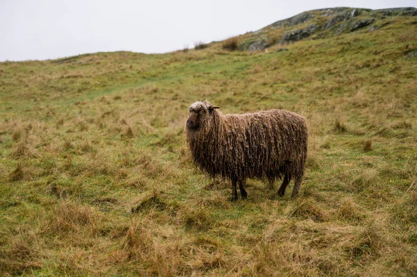 Mouton Robuste Avec Laine Humide Sur Herbe Automne Concept Élevage — Photo