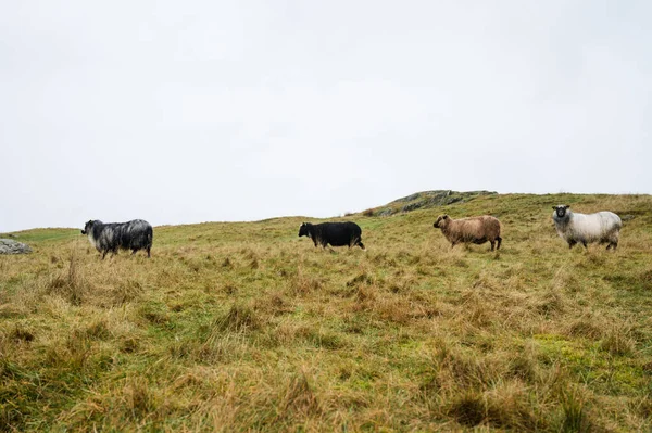 羊の秋の草の上に放牧されます 畜産の概念 — ストック写真