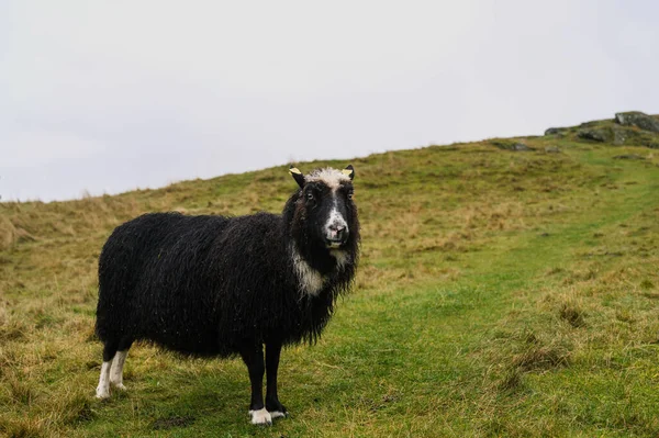 秋の草の上に濡れたウールで頑丈な羊 畜産の概念 — ストック写真