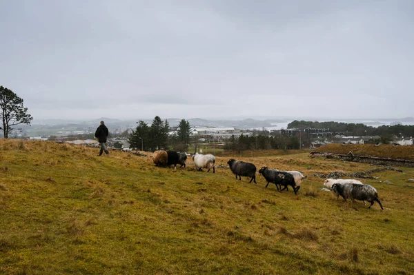 羊飼いは羊の干し草を与えます ノルウェーに石のある緑のフィールド — ストック写真