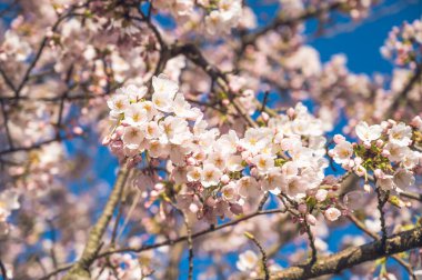 Arka planda mavi gökyüzü olan çiçek açan kiraz ağacının dallarına yakın çekim. Güzel bahar doğası arka planı. Pembe çiçekler..