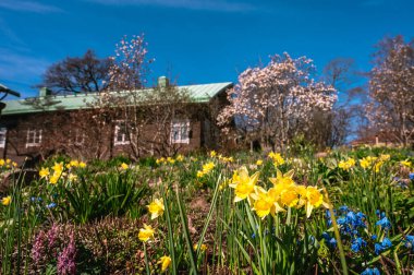 Güzel bahar doğası. Bahçedeki sarı nergislere yakın çekim. Arka planda ahşap bir ev. Güneşli bir gün. Mavi gökyüzü.