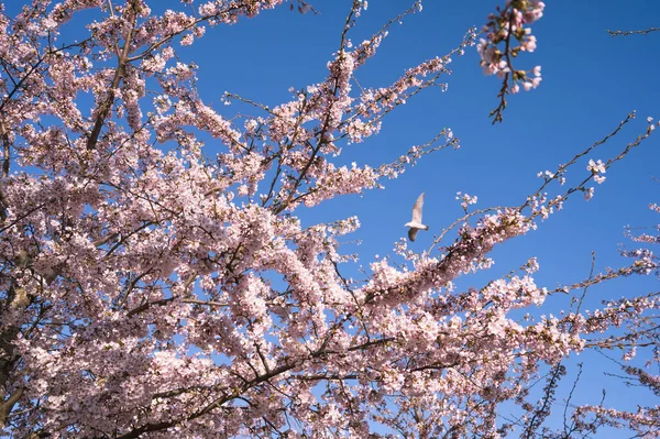 Çiçek açan kiraz ağacının dalları mavi gökyüzü ve arka planda uçan kuş. Güzel bahar doğası arka planı. Pembe çiçekler..