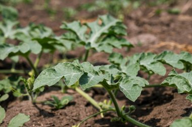 Green watermelon plants on plantation. Southern agriculture. Close-up.