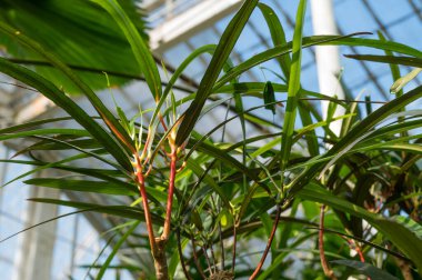 Close-up of green plant. Natural background. Beautiful nature.