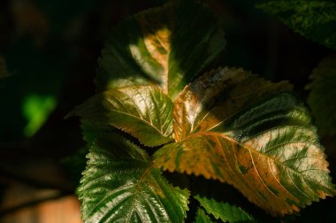 Close-up of plant in sunlight. Natural background. Beautiful nature.