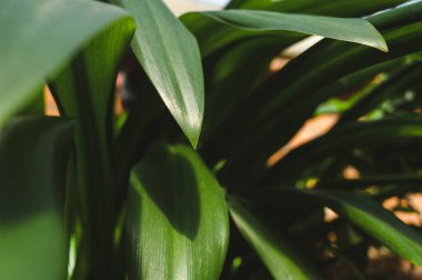 Close-up of green plant. Natural background. Beautiful nature.