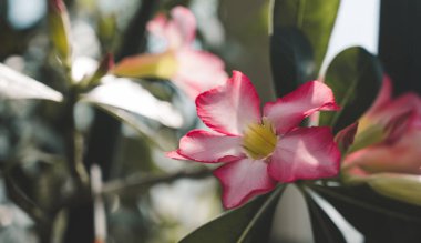 Close-up of beautiful pink flower on tree. Nature background. Sunlight. Ecology.