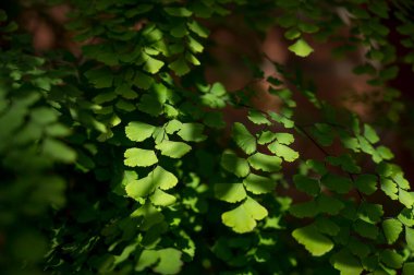 Sunlight on small green leaves. Beautiful nature background.