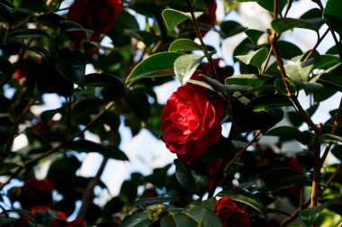 Close-up of beautiful red flower on tree. Nature background. Sunlight. Ecology.