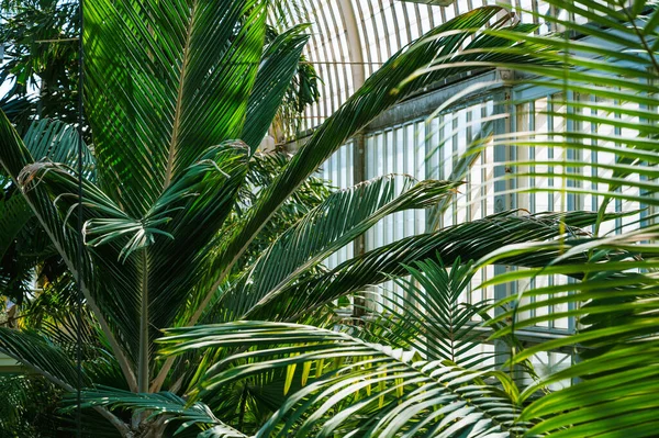 Palm trees growing in huge greenhouse. Exotic thermophilic trees and plants under a roof. Botanical garden