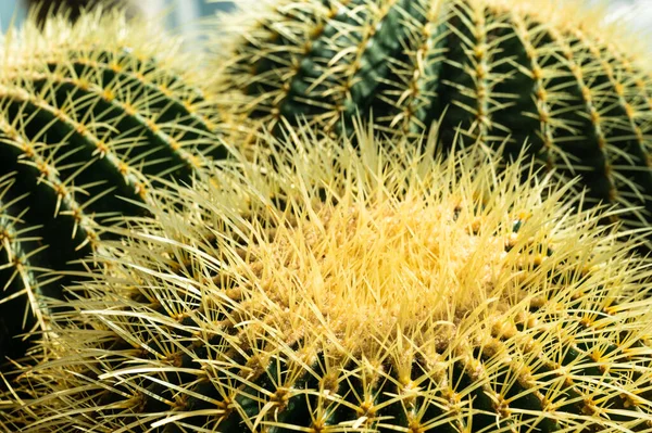 Close Cactus Nature Background Thorny Plant — Stockfoto