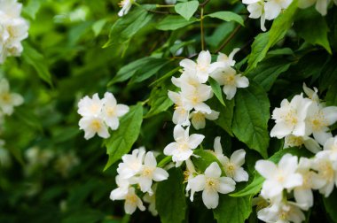 Close-up of small beautiful flowers of jasmine bush. Green leaves. Summer nature.