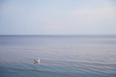 Beautiful landscape of Baltic sea. Seagull staying in calm water. Cloudy sky.