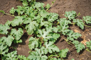 Green watermelon plants on plantation. Southern agriculture. Close-up. Top view.