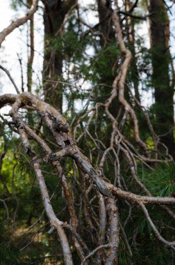 Beautiful nature background. Dry crooked branches.