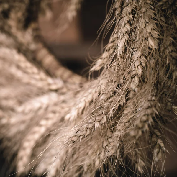 Close-up of wreath of spikelets. Boho style. Ripe wheat. Harvest.