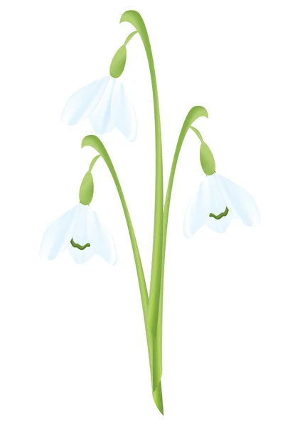 Snowdrops isolated — Stock Vector